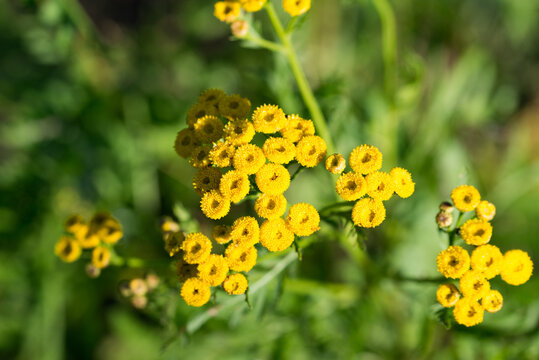 common tansy,
Tanacetum vulgare yellow summer flowers closeup selective focus