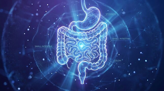Digital illustration of the human digestive system with glowing blue lines and particles