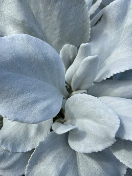 Senecio Angel Wings