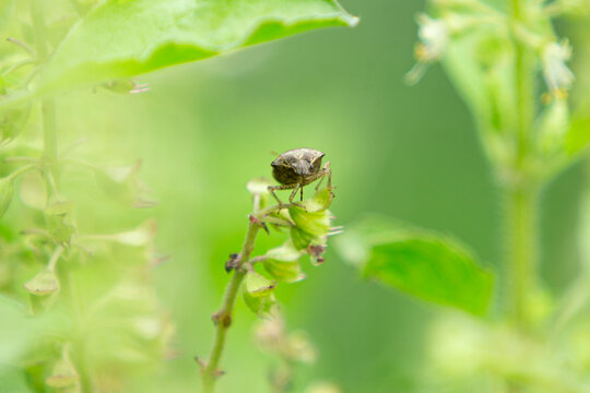 Brown stink bug perched on green plant bud with soft bokeh background.A high-quality close-up macro shot of a brown stink bug (Pentatomoidea) resting on the bud of a vibrant green plant or herb. 