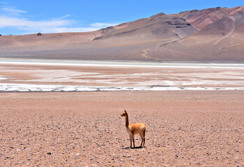 Obraz premium Guanaco under the scorching sun in Atacama Desert. Chile.