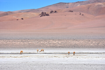 Obraz premium Guanaco under the scorching sun in Atacama Desert. Chile.
