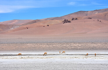 Obraz premium Guanaco under the scorching sun in Atacama Desert. Chile.