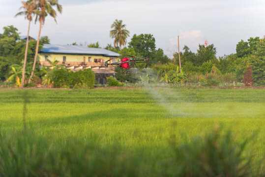 Agricultural drone flying and spraying fertilizer on green rice field in rural farm, real photography, not AI generated.