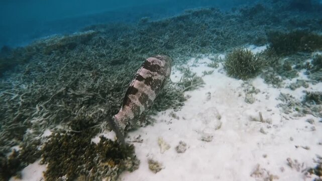 Potato cod swimming above coral at Heron Island on the Great Barrier Reef, Queensland, Australia.