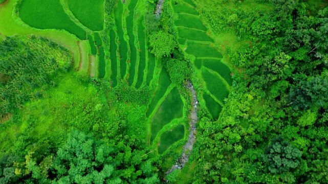 Vivid greens in jungle mixed with layered rice terraces hugging Vietnam hillside following a stream. Rainy season making velvet vibrant colours, birdseye aerial flyover, Sapa, Vietnam.