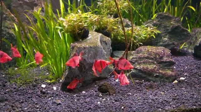 Footage of red glofish barb swimming with its school in an aquarium