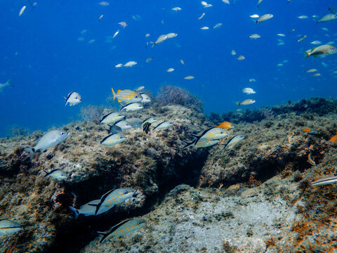 school of tropical fish swimming in ocean with coral reef