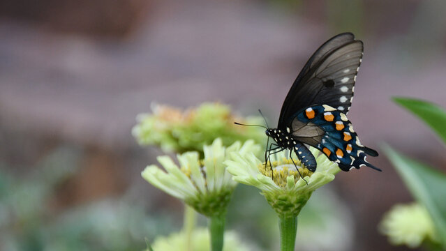 Pipevine Swallowtail on Zinnia Hero Image with Copy Space