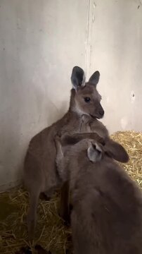 Kangaroo's play with you 