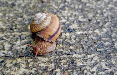 Snail Crawling on Paved Ground © ZTC Studio