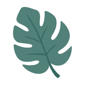 Cute Monstera Leaf Simple Clipart