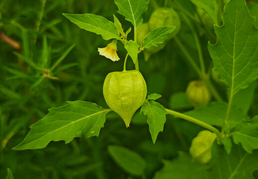 Green Chinese Lantern Plants (Physalis) in the Field