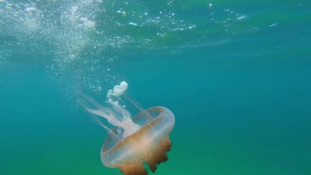 Small fish eating jellyfish in blue ocean underwater