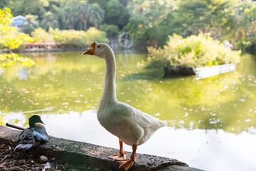 White goose standing near green pond water in park © leungchopan