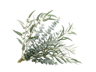 Bouquet of eucalyptus branches and png isolated on transparent background © PNG Studio 99