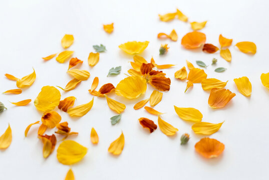 Scattered yellow and orange flower petals on a bright white surface