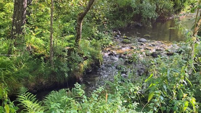 Slow motion video of small river in the forest. Altai river Kuba in summer season.
