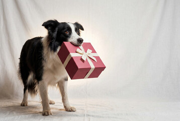Naklejka premium Border collie dog holding wrapped gift box present in mouth
