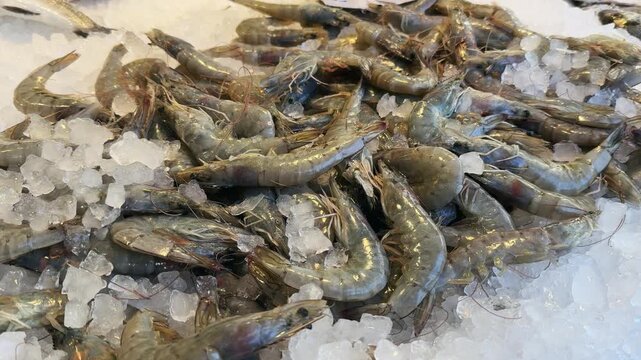 Fresh Shrimp and Prawns on Ice Display at a Market in Thessaloniki Greece