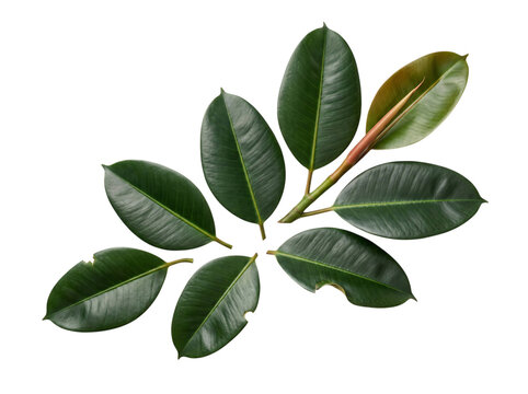 Dark green rubber plant leaves on a png isolated on transparent background