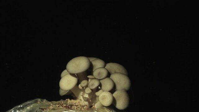Time-lapse of a cluster of white mushrooms sprouting rapidly in a dark environment.