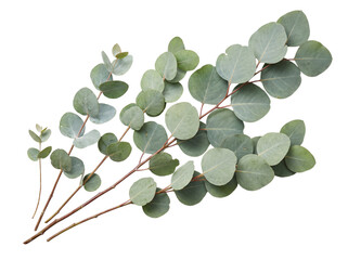 Multiple eucalyptus branches with round png isolated on transparent background © PNG Studio 99