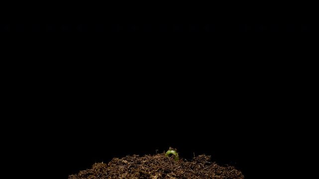 Growing plants time-lapse on dark fertile soil, symbol of business growth and success.