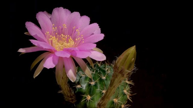 Cactus flower opening time-lapse, isolated on clean background.
