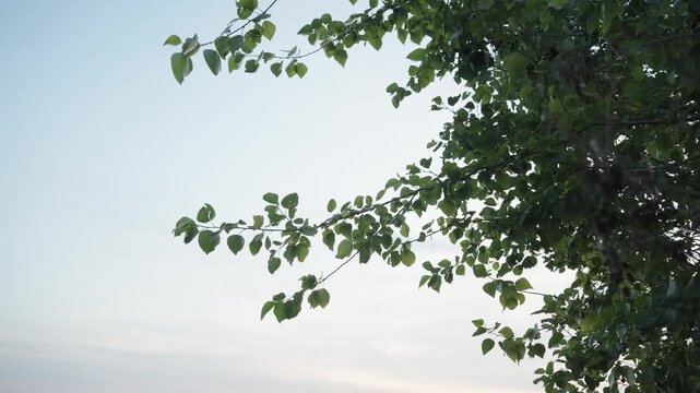 A low-angle view showcases green leafy tree branches extending softly into a bright, clear sky, creating a fresh, tranquil natural background with ample copy space under gentle daylight.