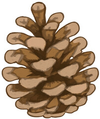 pine cone isolated on white © chung