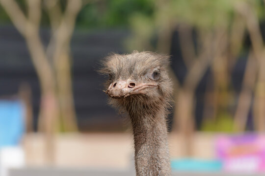 Close up of ostrich head 