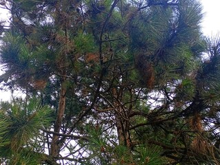 Low angle view looking up at a dense pine tree crown with green needles, brown branches, and subtle blue sky peeking through the evergreen forest canopy. © Oksana