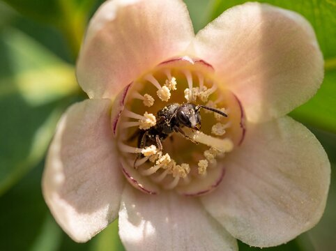 Wasp pollinating inside a macro view of Syzygium polyanthum bloom