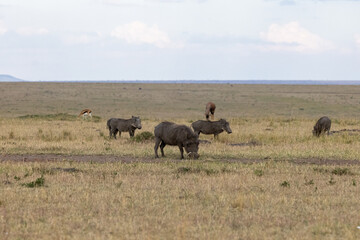 Group of common warthogs grazing on the wide grassland. Masai Mara National Reserve Kenya. © TheStorygrapher