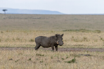 Common warthog walking across the open grassland. Masai Mara National Reserve Kenya. © TheStorygrapher