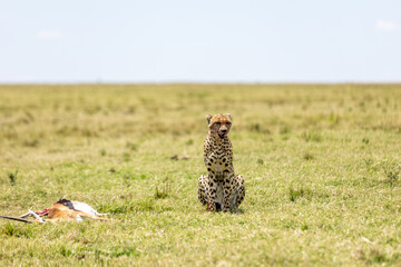 Cheetah sitting upright with a gazelle kill on the open savanna. Masai Mara National Reserve Kenya. © TheStorygrapher