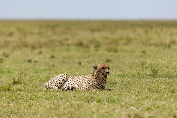 Cheetah resting low in open grassland on the savanna. Masai Mara National Reserve Kenya. © TheStorygrapher