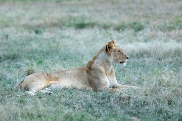 A lioness lying alert in dewy grass at dawn on plains Kenya. Masai Mara National Reserve Kenya. © TheStorygrapher