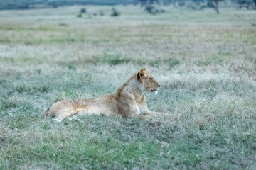 A lioness lying in dewy grass at first light on plains Kenya. Masai Mara National Reserve Kenya. © TheStorygrapher