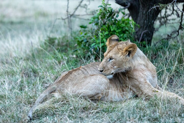 A young lion resting under a tree and looking back over its shoulder. Masai Mara National Reserve Kenya. © TheStorygrapher