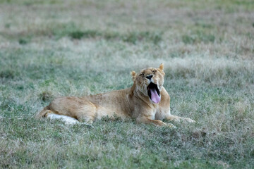 A lioness yawning as she rests in open grassland at dawn. Masai Mara National Reserve Kenya. © TheStorygrapher