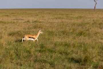 A Thomson's gazelle standing in tall grass with a lone acacia tree. Masai Mara National Reserve Kenya. © TheStorygrapher
