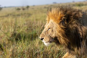 Male lion walking across the vast open plains. Masai Mara National Reserve Kenya. © TheStorygrapher