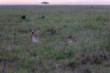 Two young lions peering above the tall grass of the open savanna. Masai Mara National Reserve Kenya. © TheStorygrapher