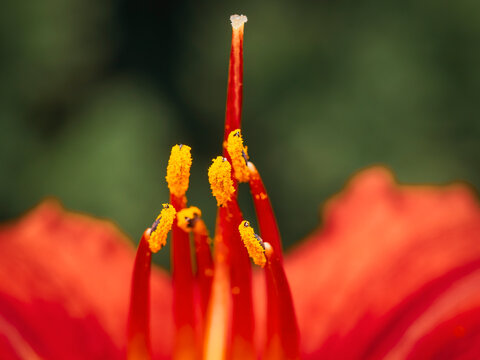Extreme close up macro shot of vibrant red flower stamens and bright yellow pollen grains against a soft green background