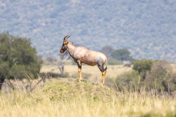 Topi antelope standing on a termite mound overlooking grassland. Masai Mara National Reserve Kenya. © TheStorygrapher