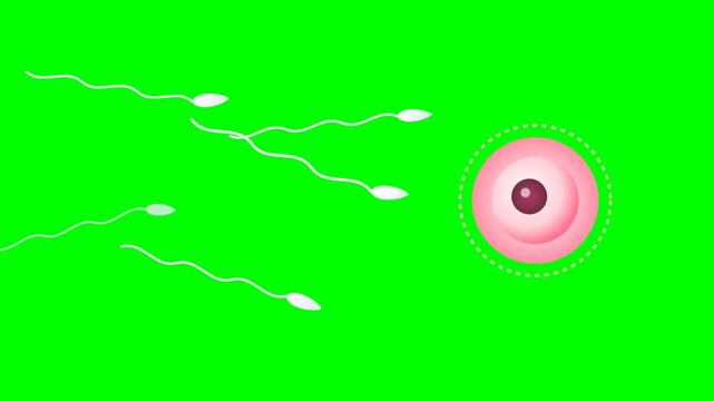 Sperm cells approaching an egg cell on a green screen, representing fertilization and reproduction.