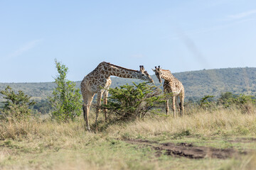 Two Masai giraffes standing face to face beside a bush. Masai Mara National Reserve Kenya. © TheStorygrapher