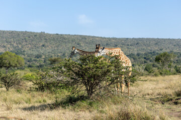 Two Masai giraffes standing behind a bush on the savanna. Masai Mara National Reserve Kenya. © TheStorygrapher